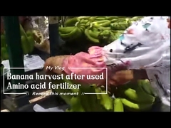 Водорастворимый хелат аминокислотного кальция 15% удобрение для банановых деревьев