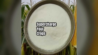 Повышение урожайности: порошок аминокислот 80%