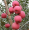 Калийные удобрения усиливают накопление антоцианов в красной окраске плодов яблок